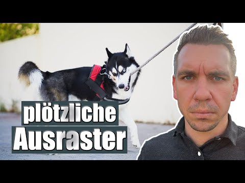 Video: Weiß gegen Albino-Boxer