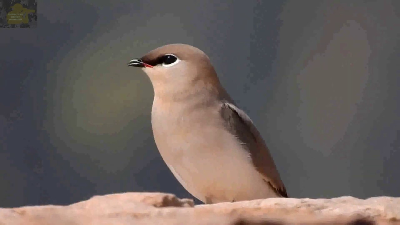 Small Pratincole At Tandula Dam