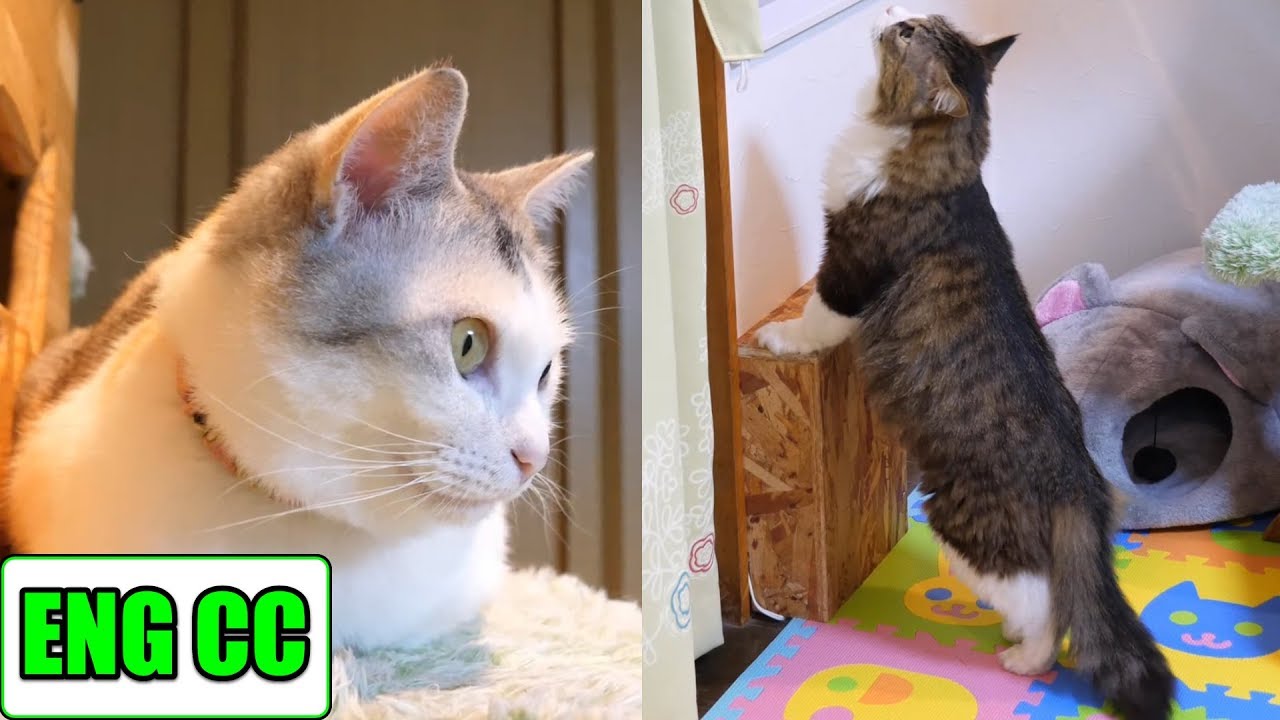 可愛い画像 Boss cat, who will visit a calico sister cat in the room next door, meets God sister【Eng CC】