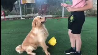 cách huấn luyện chó golden nghe lời bằng thức ăn