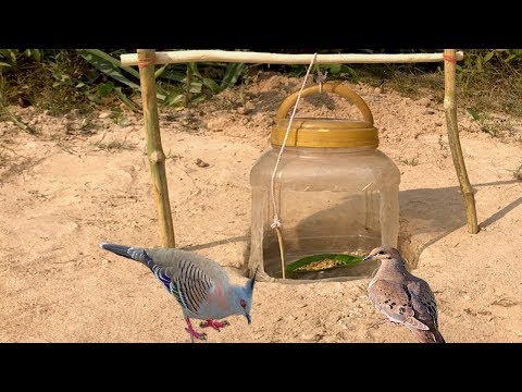 Simple Bird Trap Technology Make from Bottle Drop down in Hole - Very easy bird trap