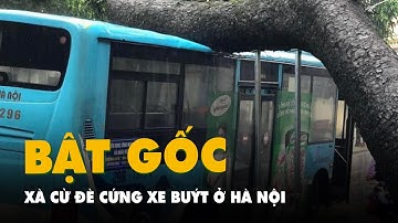 Cây xà cừ bật gốc, đè cứng xe buýt giữa trung tâm Hà Nội