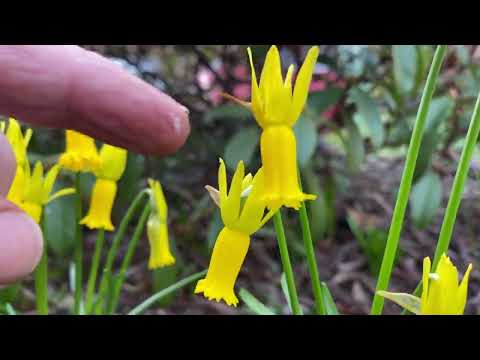 Video: Wat is een miniatuur narcis – Hoe dwergnarcisbloemen te kweken