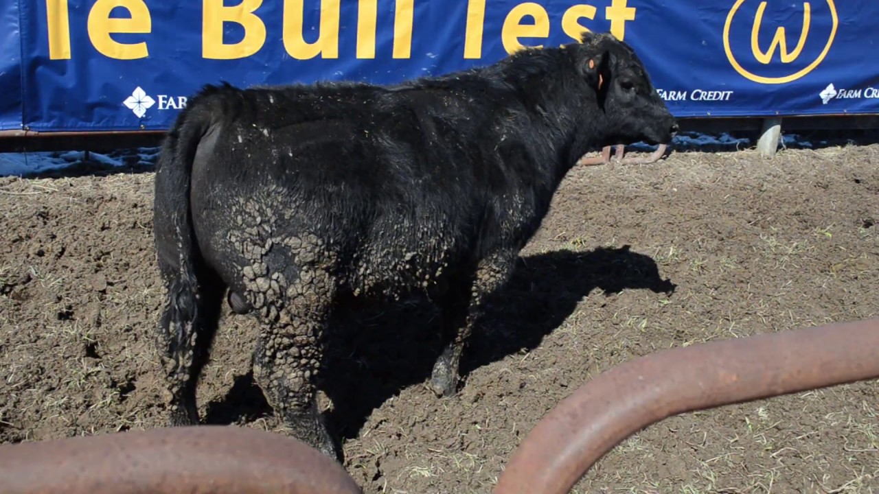 2019 Wardensville Bull Test Tag 248 YouTube