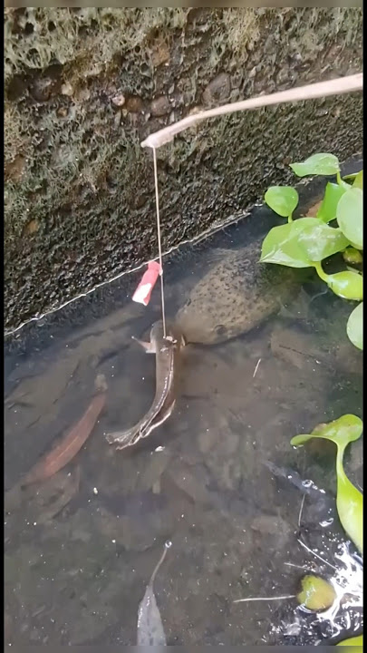 Eksperimen mancing ikan gabus pakai umpan channa limbata!!! #shorts