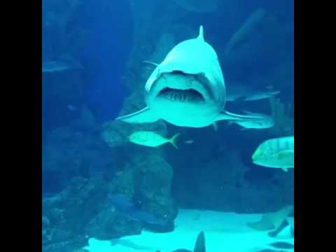 تصويري للقرش فقيه اكواريوم جدة