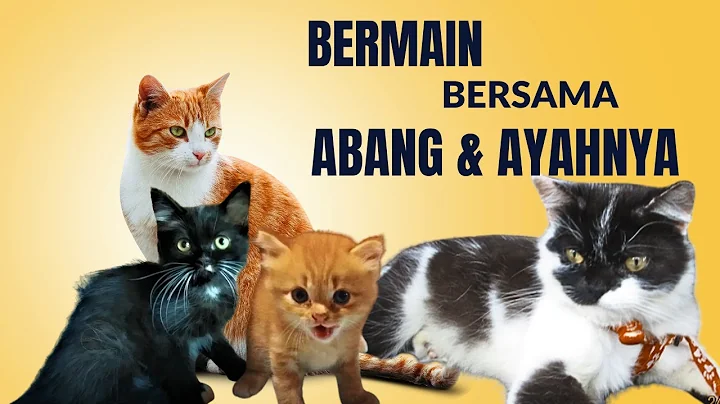 Watch the video about Persian kitten playing with his brother and father #kittens #cat