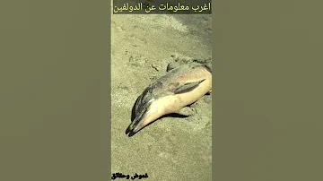 اغرب معلومات عن الدولفين 