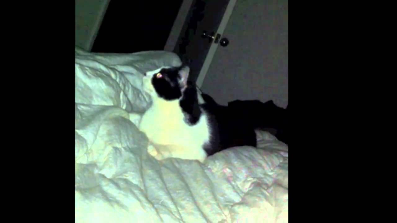 Expensive Cat Toys YouTube