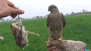 sparrowhawk training to hunt wild quails || how to train sparrowhawk || Wildlife Today