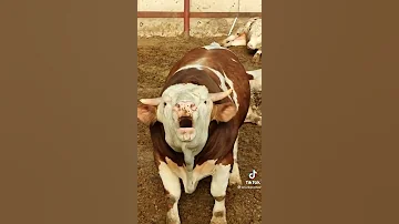 صوت الثور 