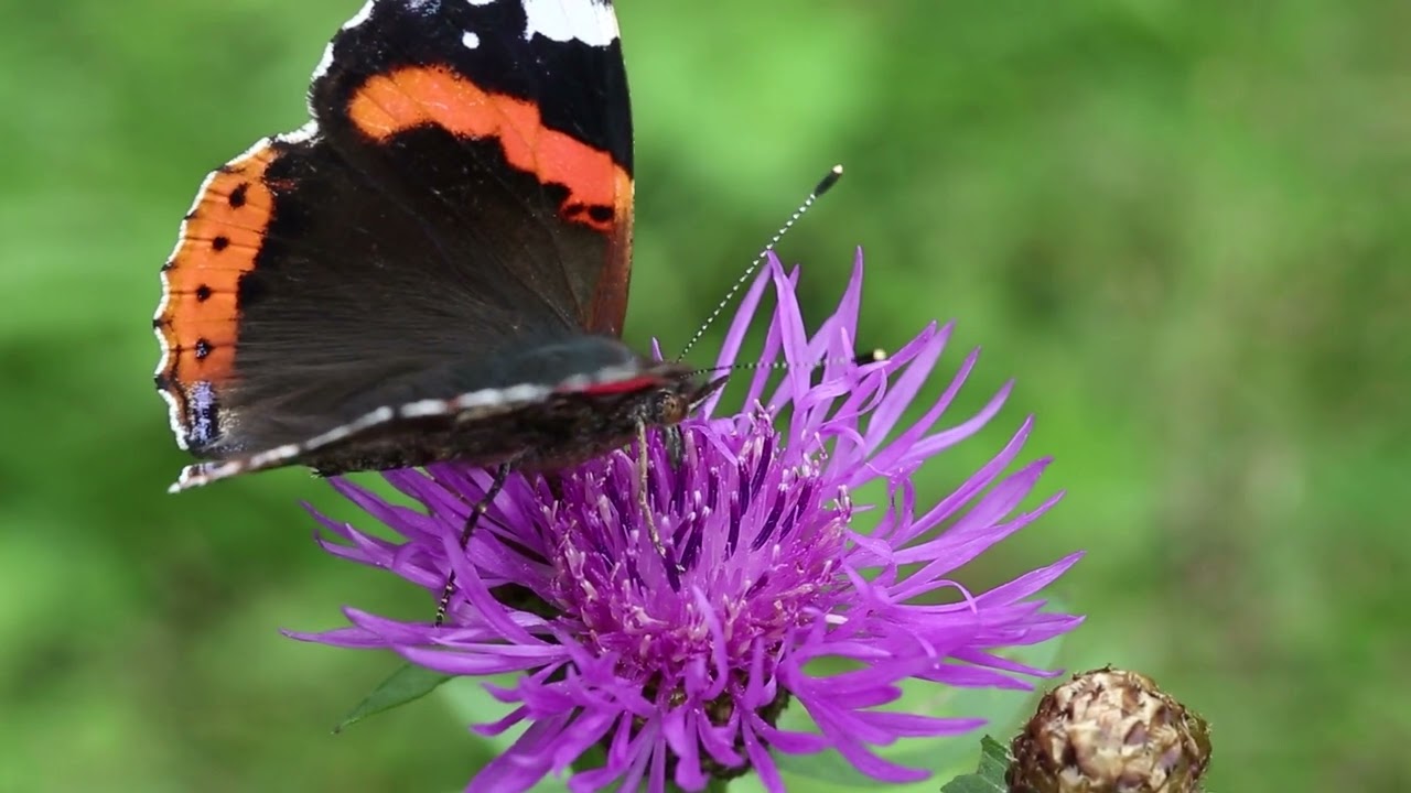 Jordan S. Mompo - Into You