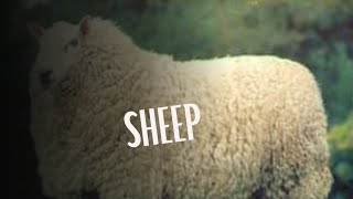 Sheep were one of the first and most successful domesticated species in the world.