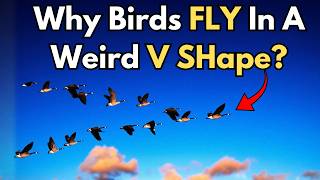 What Birds Are Actually Doing When They Fly in a "V"  Formation?