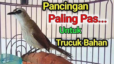 TRUCUK BAHAN OMBYOKAN AGAR GACOR..? PAKAI INI MUJARAB Pancingan trucukan agar bunyi gacor