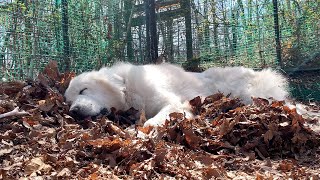 【ルンルンの裏庭】ルンルン落ち葉のベッドで眠る