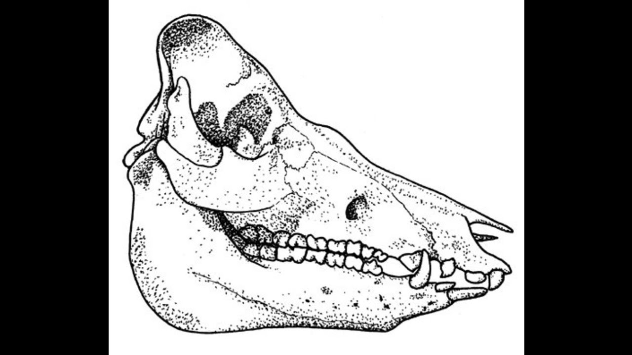 Череп свиньи рисунок