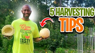 When to Harvest Honeydew Melons?