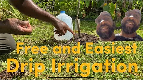 How To Build A Free and Easiest Drip Irrigation From Milk Jugs