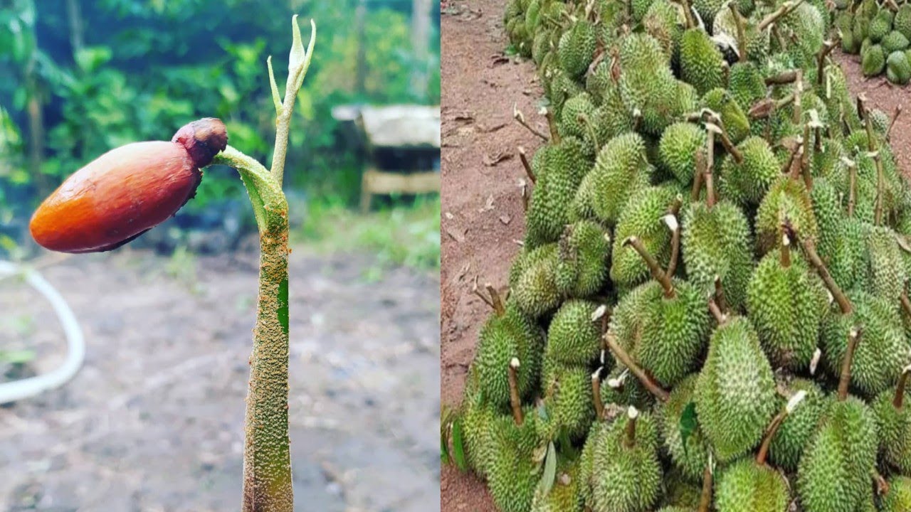 Download Sambung Pucuk Durian dengan Teknik Yang Terbaik jika Musim Kemarau Tiba, Anti Gagal