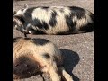 Kunekune keepers don’t need mindfulness training.😀