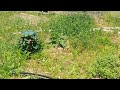 My Poor Garden! Video improves after 10 secs