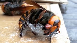 Japanese Giant Hornets VS  Glue Traps　オオスズメバチ捕獲