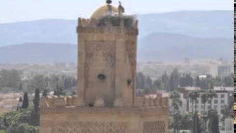 سورة القلم - بصوت المقرئ عبد الرحمن بنموسى