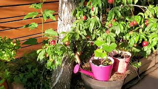 To Much Weight on My Nectarine Fruit Tree | My Branche Broke ?  | Growing in A Container  G|L