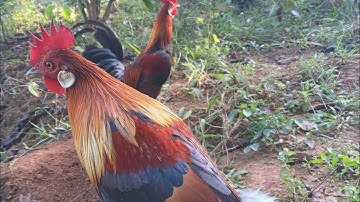 Bẫy gà rừng mới nhất 2025 bổi khôn né rõ theo 3 ngày mới bắt được e nó quá phê luôn 