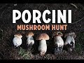 Foraging For Porcini Mushrooms | Mushroom Pasta