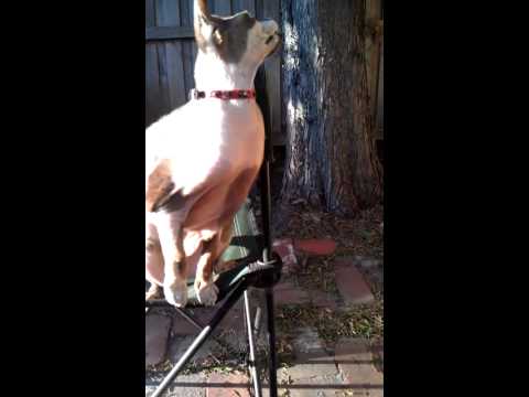 Barnie devon rex