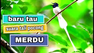 The melodious voice of the pocong rope /seriwang | Asian paradise Flycatcher