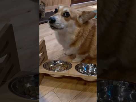 嬉しそうに食べるコーギー / A corgi eats happily #コーギー #corgi #サクラ