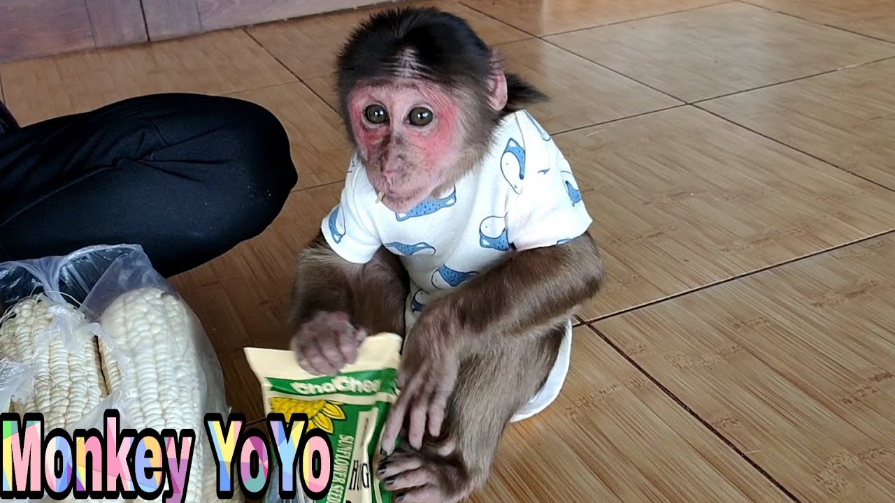 Mom give  YoYo eat sunflower seeds| Monkey Baby YoYo