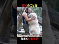 クヌートとトーマス　 　　　　#animals #動物園 #動物動画 #動物#熊