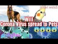 Will Corona Virus spread to Pets in tamil | corona to pets | Pets island Creation
