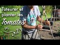 Tuteurer et planter les tomates