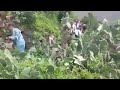 من افراح عمران مسور mp3