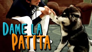 Teach your dog to 'GIVE PAW' (SHAKE/PAW) MartGon