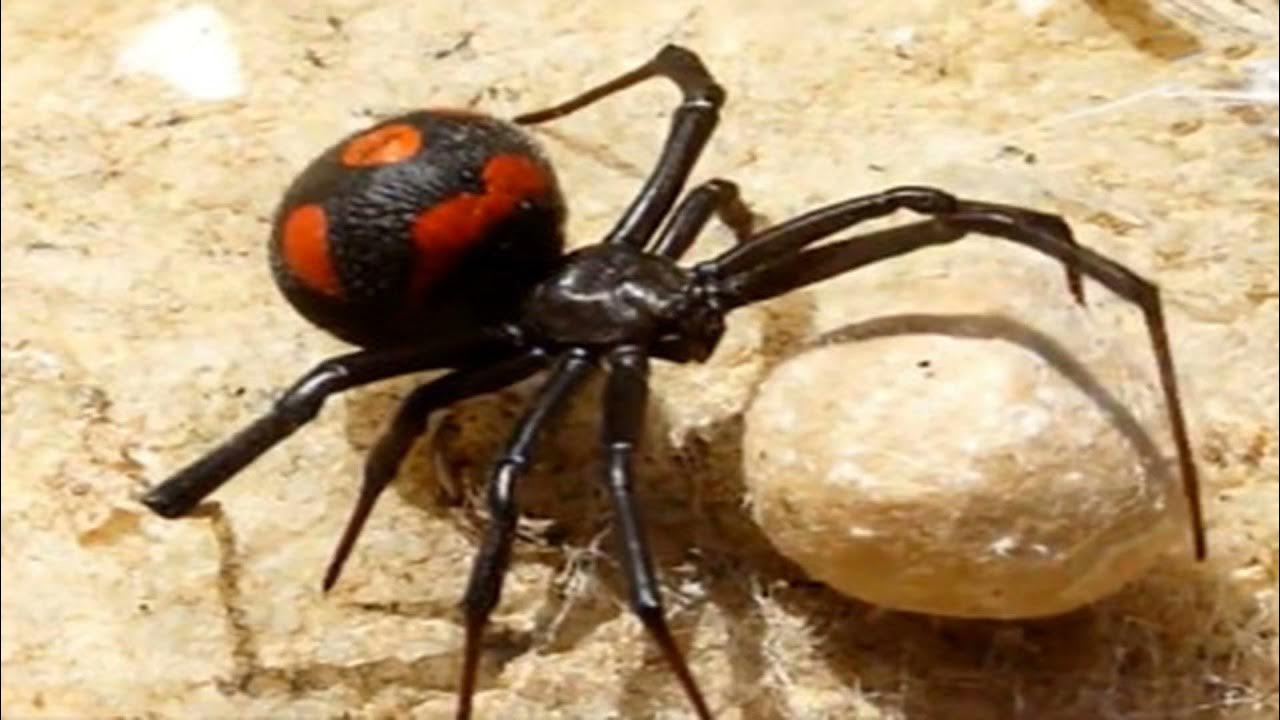 Каракурт черная вдова. Черная вдова паук. Каракурт паук. Каракурт тарантул. Норка каракурта.