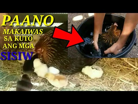 Video: Paano Makitungo Sa Mga Kuto Ng Manok?