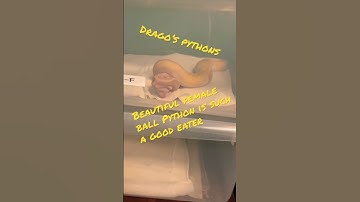 Python VS baby rat 🐀 #livefeeding #subscribe #python #ballpython #breeding #snake