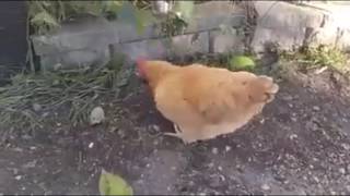 Кот ловит мышей? да нет.ОШИБОЧКА. Кот ловит мышей? да нет.ОШИБОЧКА.
