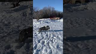 Zoomies | Old English Sheepdogs playing in snow