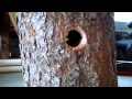 HOW TO BUILD A BIRD HOUSE woodworking