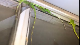 Baby iguanas Hatching all over Florida and take over house! iguana Removal Job!