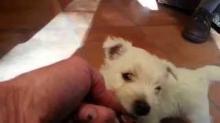 Westie Puppies 6 Weeks Old Playing