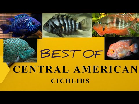 Video: Cichlid Oilasining Mashhur Akvarium Baliqlari