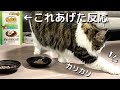 猫おやつ【エア砂かけ】ニュートロ猫用を献上した時の反応ノルウェージャンフォレストキャット